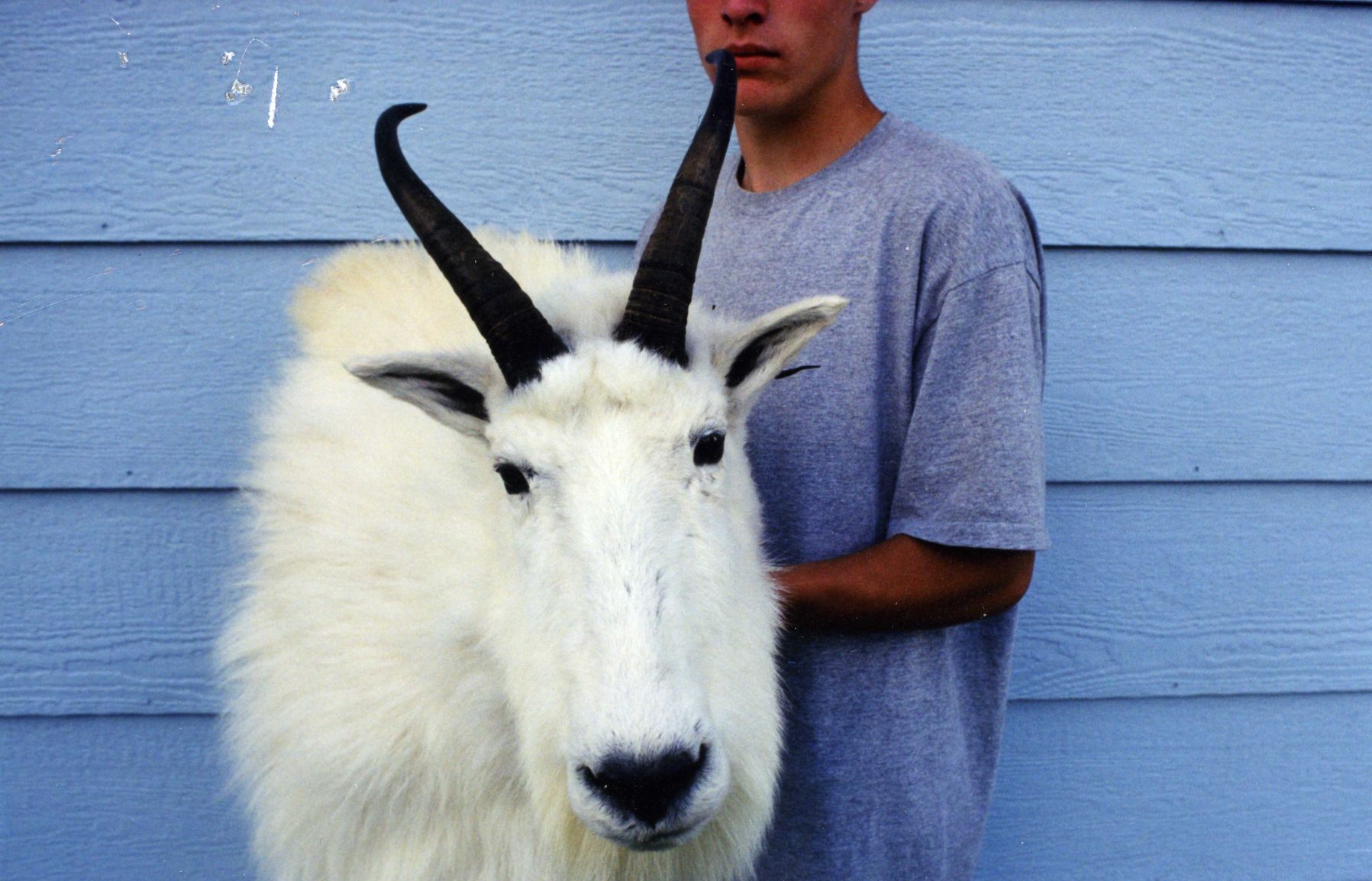 Rocky Mountain goat